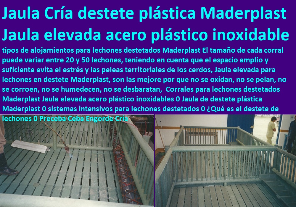 Corrales para lechones destetados Maderplast Jaula elevada acero plástico inoxidables 0 lechonera, destete, jaula pre ceba porcinos, corraleja, ceba, engorde cerdos, porqueriza cría de lechones, pisos jaulas comederos, porcicultura jaulas, corrales, parideras, porcinas corral, gestación cerdas, parto cerda, Dónde colocar los lechones destetados 0 Jaulas De Destete Precoz De Lechones Jaulas para destete Porcicultura Preceba Ceba Engorde Cría Levante Corrales para lechones destetados Maderplast Jaula elevada acero plástico inoxidables 0 Dónde colocar los lechones destetados 0 Jaulas De Destete Precoz De Lechones Jaulas para destete Porcicultura Preceba Ceba Engorde Cría Levante